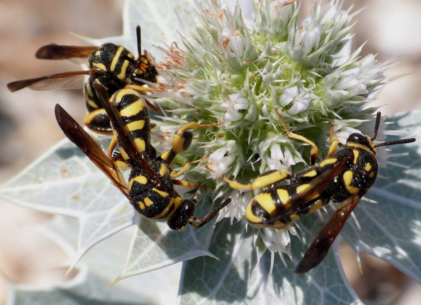 Femmina di Leucospis gigas